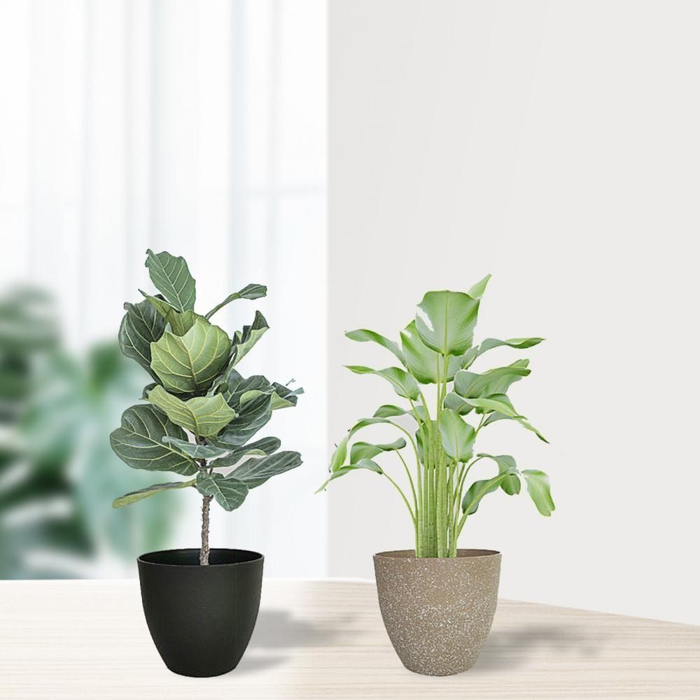 Vasos de flores de pedra de im - Aloe Vera Pot avaliação e preço