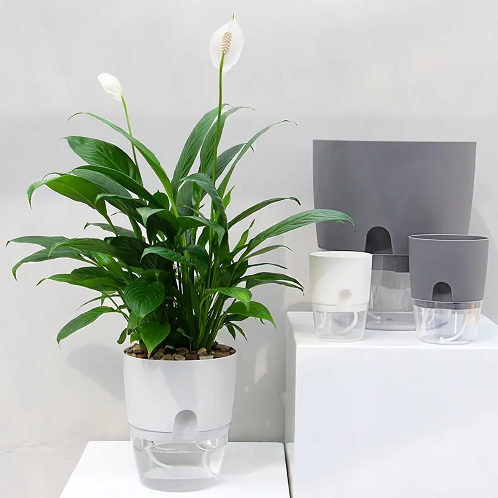 Vaso de flores de plástico tra - Aloe Vera Pot avaliação e preço